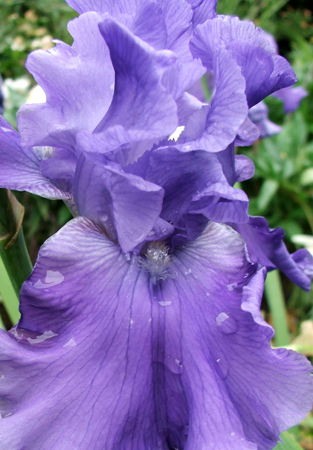 Blue Iris